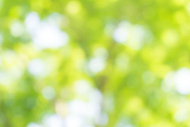 Yaprak yeşil doğal kaynak c yeşil ve mavi arka plan bulanık