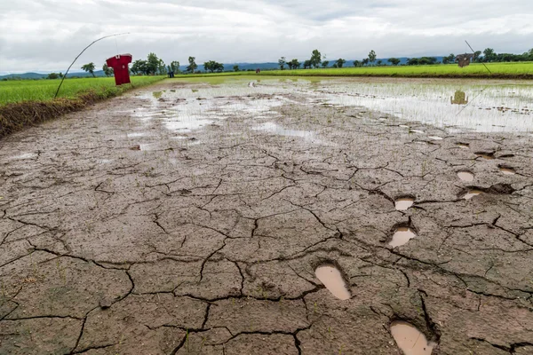 Voetafdruk Van Boer Rijst Zaailingen Groeien Kale Velden Ochtend Voor — Stockfoto