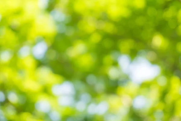 Natuurlijke groene wazig bokeh blad achtergrond. — Stockfoto
