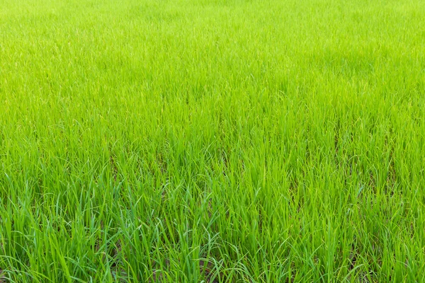 Background of green paddy rice field — Stock Photo, Image