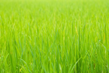 Yeşil çeltik pirinç alan arka plan