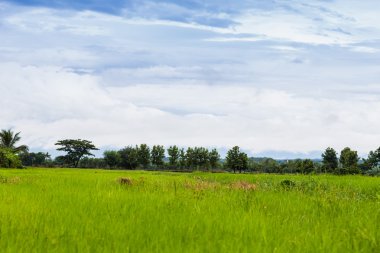 Yeşil alan ve gökyüzü beyaz bulutlar ile.