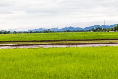 Yeşil alan ve gökyüzü beyaz bulutlar ile.