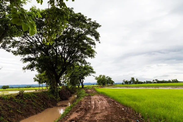 Chemin vers la plantation de riz avec arbre le matin nuage blanc — Photo