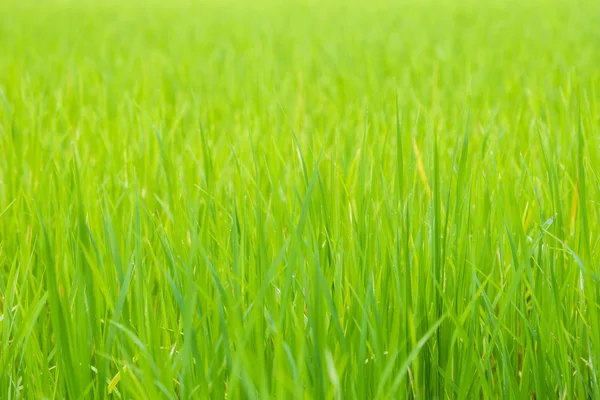 Background of green paddy rice field — Stock Photo, Image