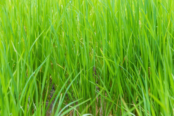 Background of green paddy rice field — Stock Photo, Image