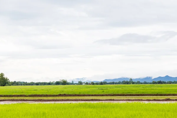 Grünes Feld und Himmel mit weißen Wolken. — Stockfoto