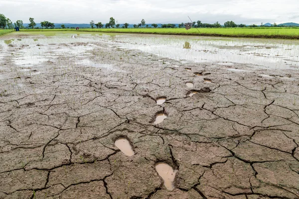 需要水现在龟裂的大地和绿色的稻田 — 图库照片