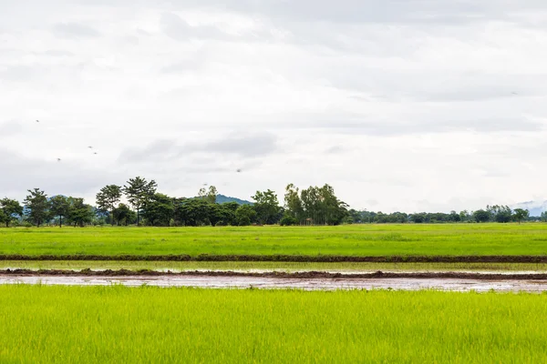 Grünes Feld und Himmel mit weißen Wolken. — Stockfoto