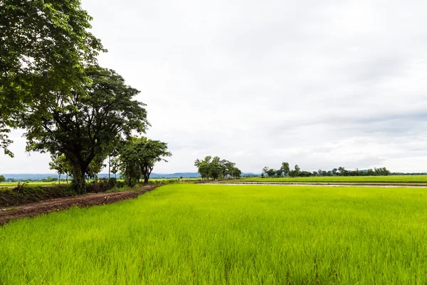 Weg zur Reisplantage mit Baum in der morgendlichen weißen Wolke — Stockfoto