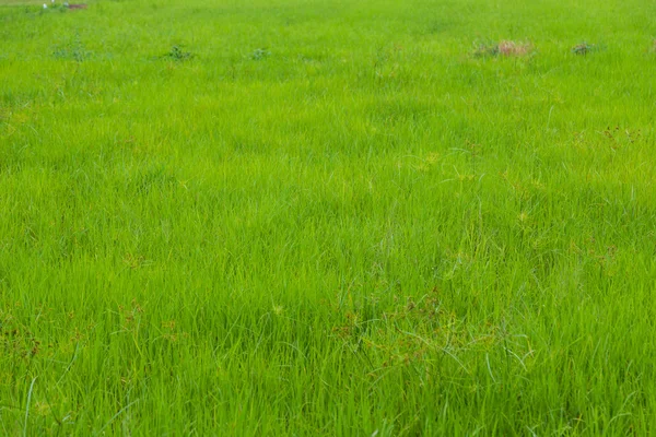 Tło pola ryżu niełuskanego zielony — Zdjęcie stockowe