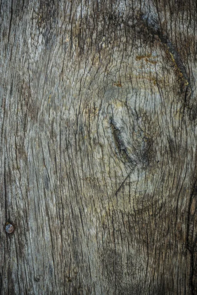 Textura detallada de madera de corteza vieja — Foto de Stock