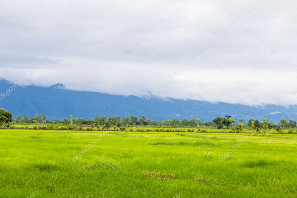 Green field and sky with white clouds.
