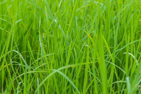 Background Green Paddy Rice Field Agricultural Industry — Stock Photo, Image