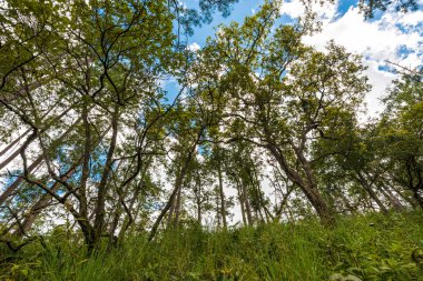 Çam ağaçları boyunca yeşil bitki iz Mountain
