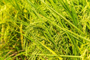 Yeşil pirinç alan pirinç içinde arka plan yakın çekim