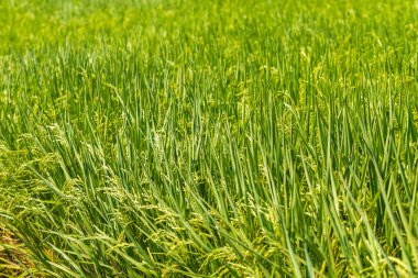 Çeltik pirinç yaprak yeşil alan arka plan