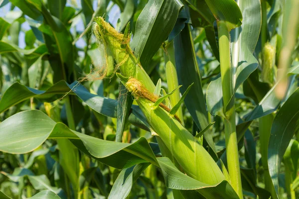 Campo de maíz verde de cerca — Foto de Stock