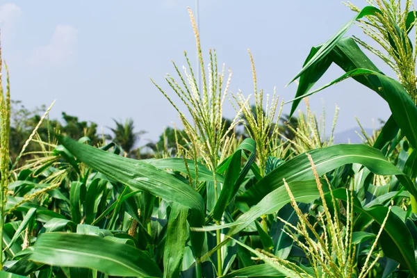 Campo de maíz verde de cerca — Foto de Stock