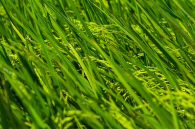 Arka plan kavramının Paddy pirinç yaprak yeşil alan tarım