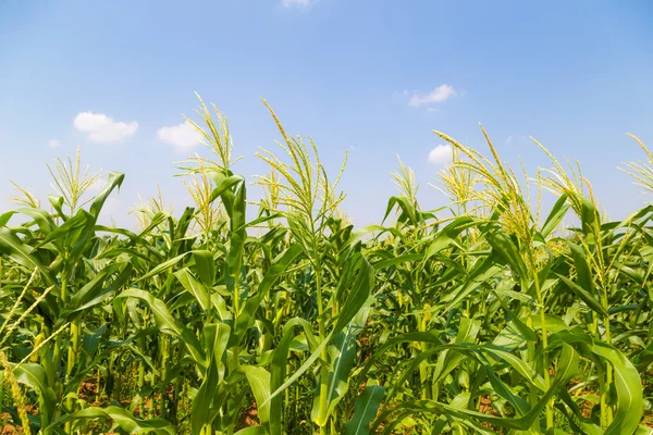 Corn field and sky with beautiful clouds — Stock Photo, Image