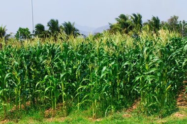 Güzel bulutlu mısır tarlası ve gökyüzü