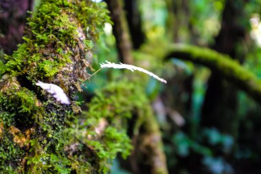 Derin orman tropik yağmur yeşil