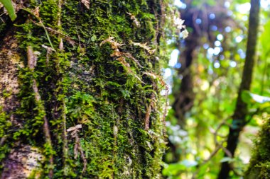 Derin orman tropik yağmur yeşil