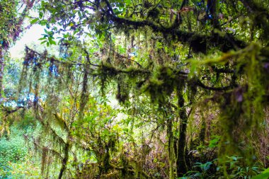 Yağmur ormanları yeşil sahne Chiangdao Dağı'nda