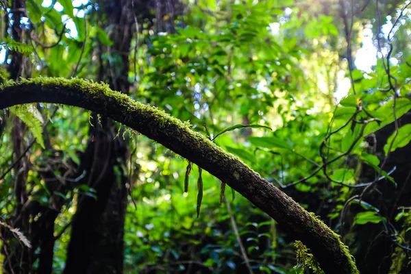 Tropical chuva verde em floresta profunda — Fotografia de Stock