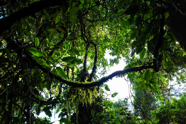 녹색 고비 열 대 깊은 숲으로 빛나는 태양 — 스톡 사진