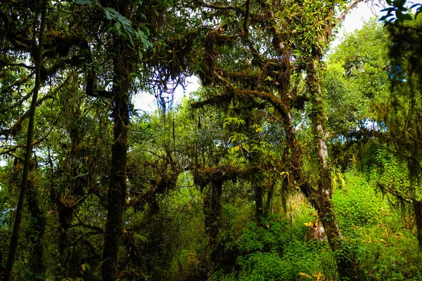 Rainforest greenery scene on Chiangdao mountain — Stock Photo, Image