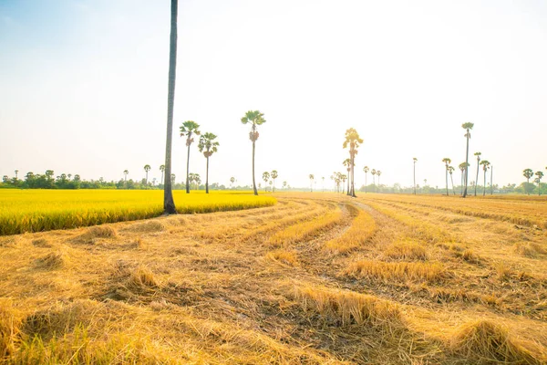 Rizière Rizière Jaune Avec Ciel Bleu Industrie Agricole — Photo