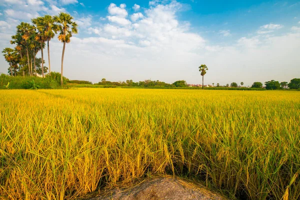 Campo Plantación Arroz Con Cáscara Amarilla Con Cielo Azul Industria —  Fotos de Stock