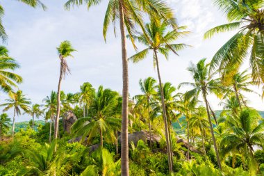Tayland 'ın Koh Tao adasında hindistan cevizi palmiyesi ormanı.
