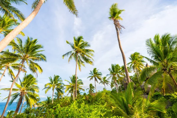 Campo Cocoteros Cielo Matutino Fondo Isla — Foto de Stock