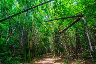 Bambu parkı tropikal ormanın derinliklerinde doğa manzaralı.