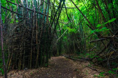 Bambu parkı tropikal ormanın derinliklerinde doğa manzaralı.