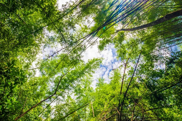 緑の竹の木の森の植物の背景 自然シーン — ストック写真