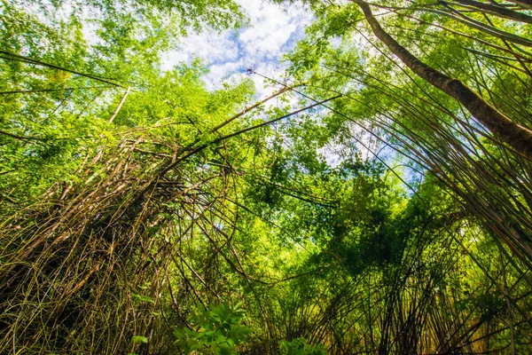 緑の竹の木の森の植物の背景 自然シーン — ストック写真