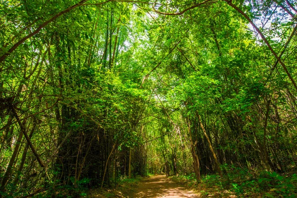 Bamboo Park Tropical Deep Forest Pathway Nature Scenery — Stock Photo, Image