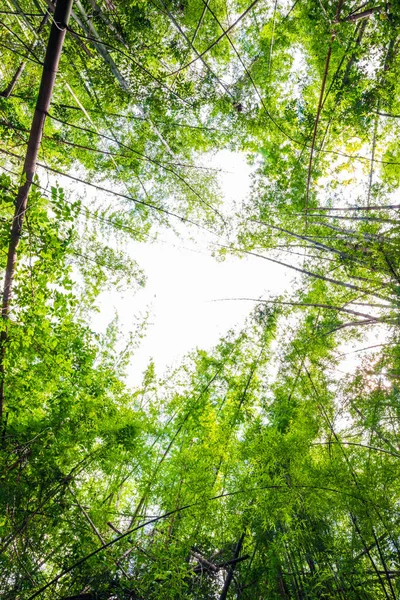 緑の竹の木の森の植物の背景 自然シーン — ストック写真