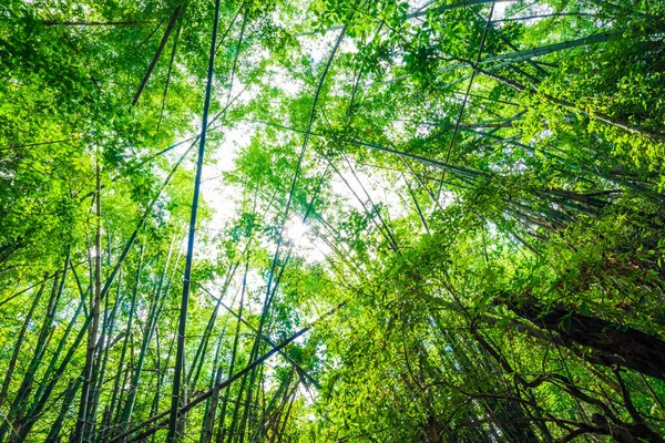 緑の竹の木の森の植物の背景 自然シーン — ストック写真