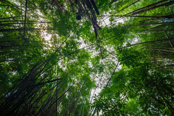 緑の竹の木の森の植物の背景 自然シーン — ストック写真