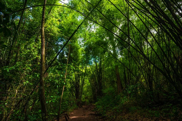 Bambuspark Tropischen Tiefen Wald Mit Pfad Naturkulisse — Stockfoto