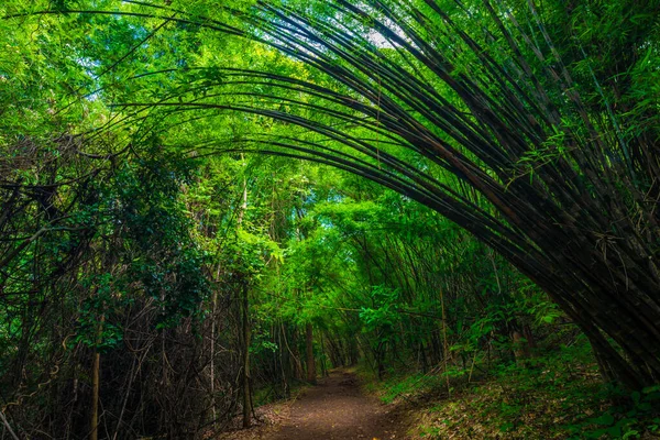 Bambuspark Tropischen Tiefen Wald Mit Pfad Naturkulisse — Stockfoto