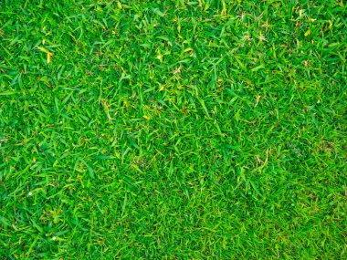 Yeşil doğa çimen desen dekorasyonu arka plan, yeşil bitki
