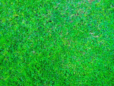 Yeşil doğa çimen desen dekorasyonu arka plan, yeşil bitki