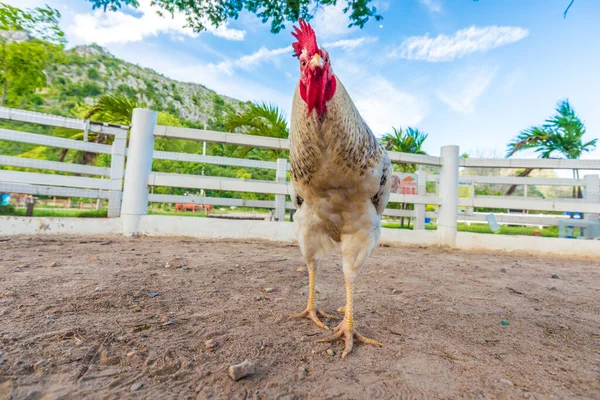 Bílý Kohout Kuře Otevřené Farmě Pod Stromem — Stock fotografie