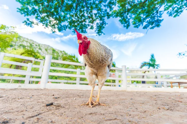 Bílý Kohout Kuře Otevřené Farmě Pod Stromem — Stock fotografie